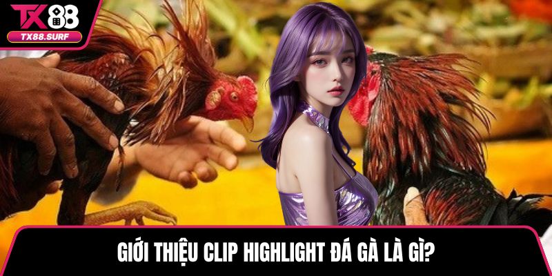Giới thiệu clip highlight đá gà là gì?